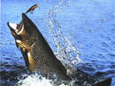 Новые правила любительского рыболовства 