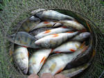 Сайт луганских рыболовов  поймать