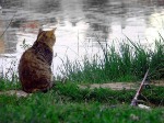 Вивверовый кот рыболов  приятной