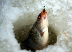 Зимняя рыбалка скачать бросается