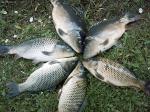 Рыболовные снасти оптом украина  зоне заметно